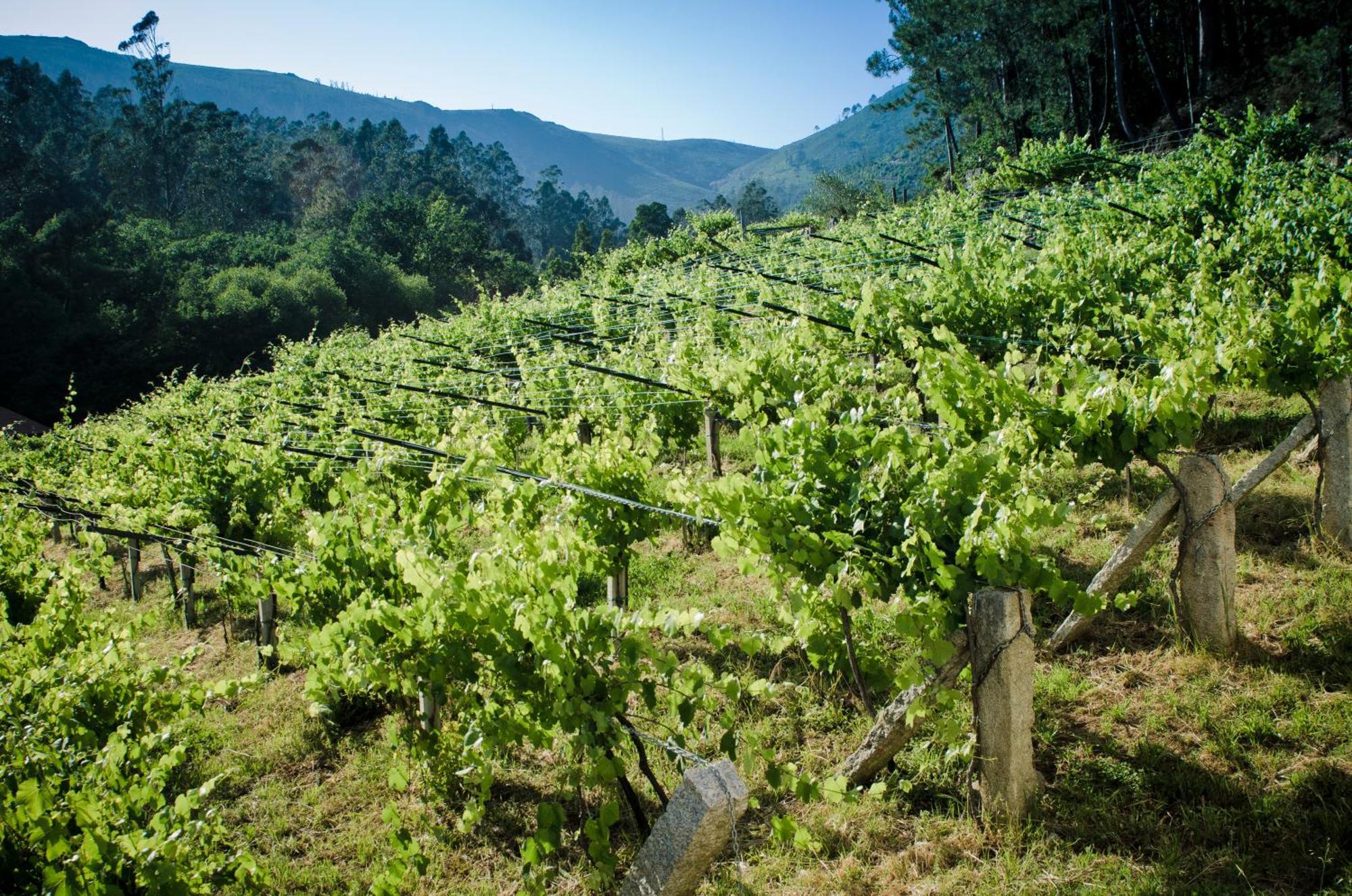 Entre Os Rios - Casa Rural Y Enoturismo 포브라 도 카라미냘 외부 사진